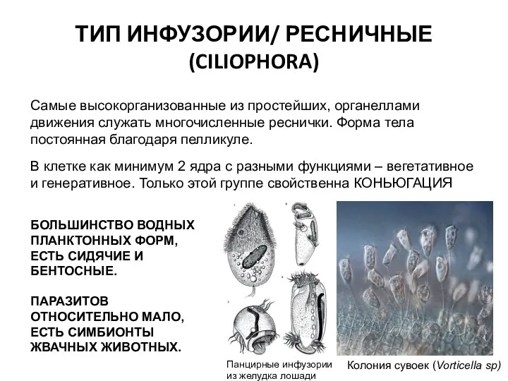 ТИП ИНФУЗОРИИ/ РЕСНИЧНЫЕ (CILIOPHORA) Самые высокорганизованные из простейших, органеллами движения