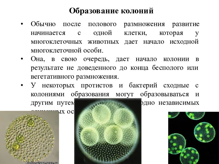 Образование колоний Обычно после полового размножения развитие начинается с одной