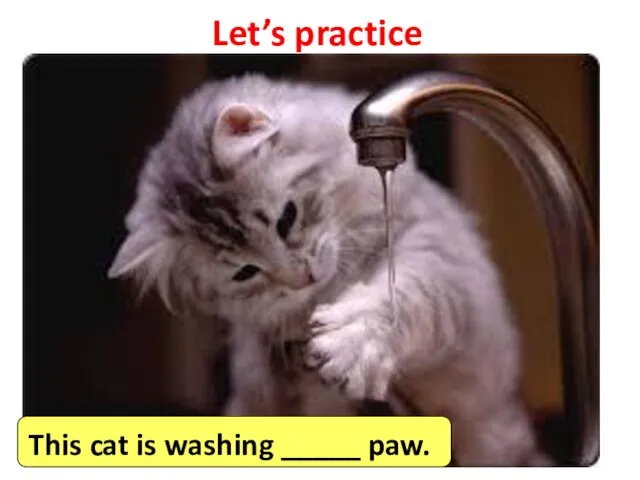 Let’s practice This cat is washing _____ paw.