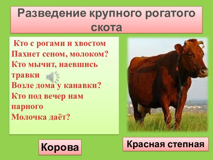 Разведение крупного рогатого скота Кто с рогами и хвостом Пахнет