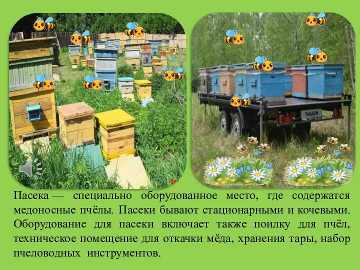 Пасека — специально оборудованное место, где содержатся медоносные пчёлы. Пасеки