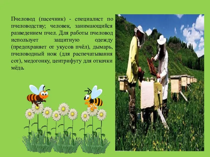 Пчеловод (пасечник) - специалист по пчеловодству; человек, занимающийся разведением пчел.