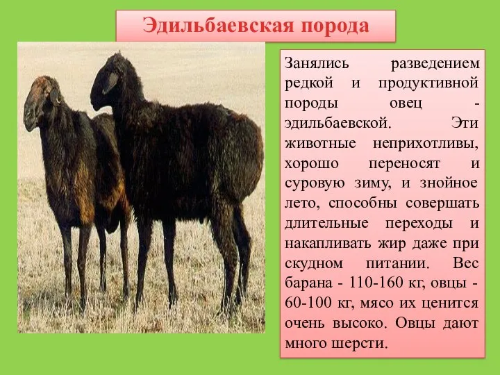 Эдильбаевская порода Занялись разведением редкой и продуктивной породы овец -