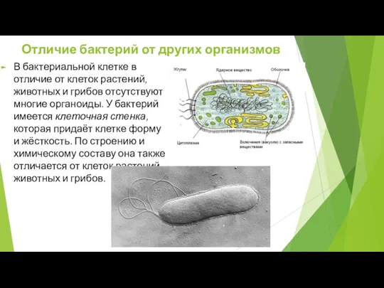 Отличие бактерий от других организмов В бактериальной клетке в отличие от клеток растений,