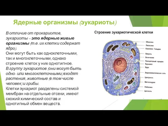 Ядерные организмы (эукариоты) В отличие от прокариотов, эукариоты – это ядерные живые организмы