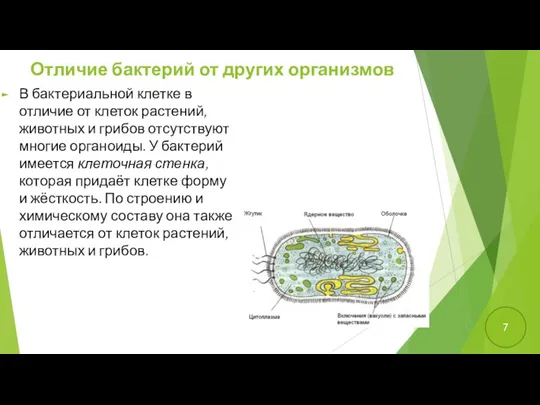 Отличие бактерий от других организмов В бактериальной клетке в отличие от клеток растений,