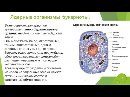 Ядерные организмы (эукариоты) В отличие от прокариотов, эукариоты – это ядерные живые организмы