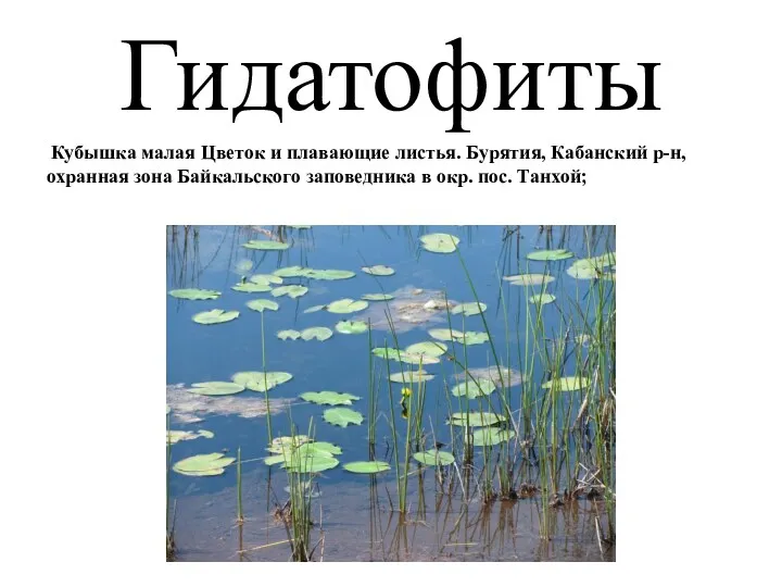 Гидатофиты Кубышка малая Цветок и плавающие листья. Бурятия, Кабанский р-н, охранная зона Байкальского
