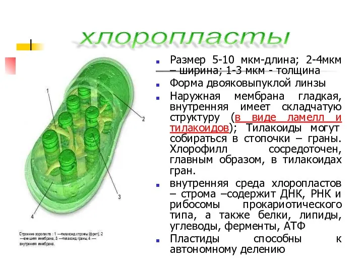 Размер 5-10 мкм-длина; 2-4мкм – ширина; 1-3 мкм - толщина