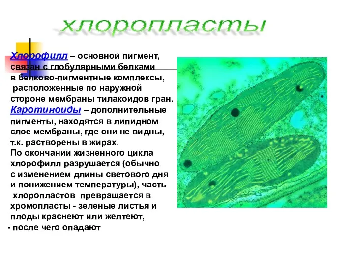 хлоропласты Хлорофилл – основной пигмент, связан с глобулярными белками в