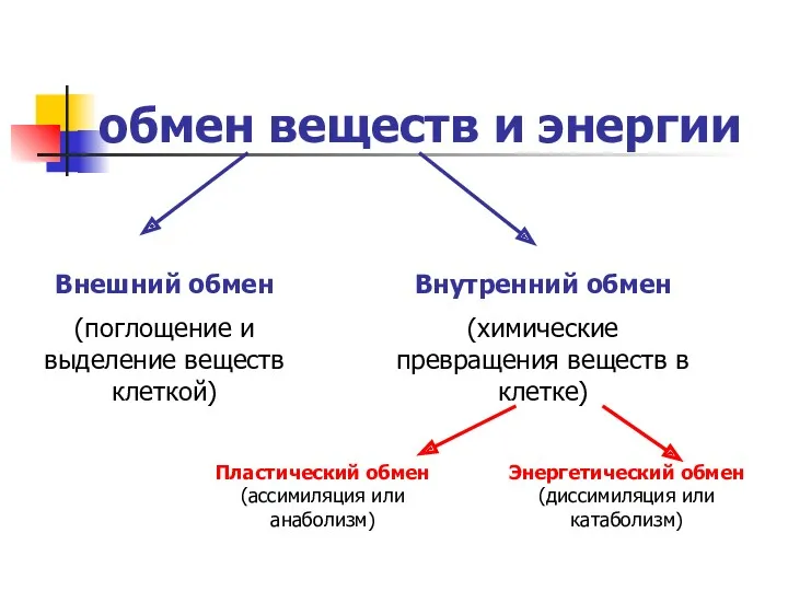 обмен веществ и энергии Внешний обмен (поглощение и выделение веществ