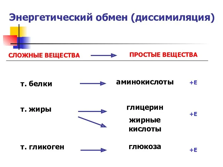 Энергетический обмен (диссимиляция)