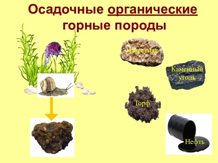 Осадочные органические горные породы Известняк Каменный уголь Торф Нефть