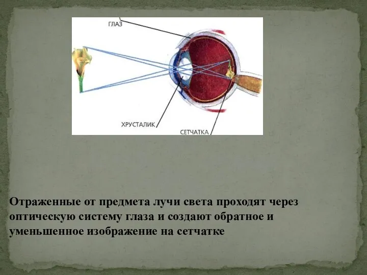 Отраженные от предмета лучи света проходят через оптическую систему глаза