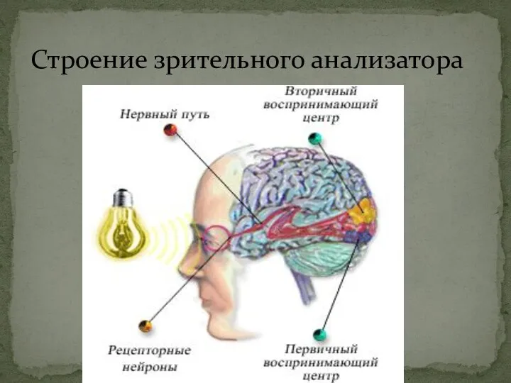 Строение зрительного анализатора