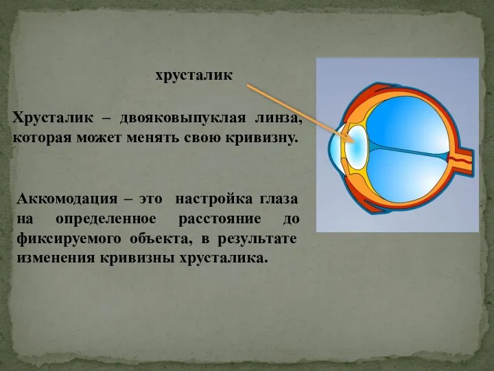 хрусталик Хрусталик – двояковыпуклая линза, которая может менять свою кривизну.