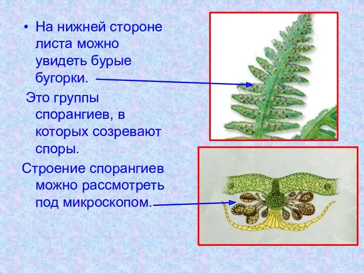 На нижней стороне листа можно увидеть бурые бугорки. Это группы