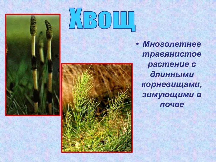 Многолетнее травянистое растение с длинными корневищами, зимующими в почве Хвощ