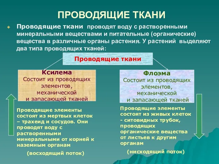 ПРОВОДЯЩИЕ ТКАНИ Проводящие ткани проводят воду с растворенными минеральными веществами