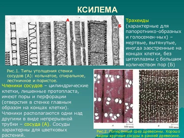 КСИЛЕМА Трахеиды (характерные для папоротнико-образных и голосемен-ных) – мертвые, вытянутые,