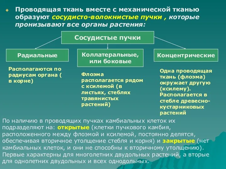 Проводящая ткань вместе с механической тканью образуют сосудисто-волокнистые пучки ,