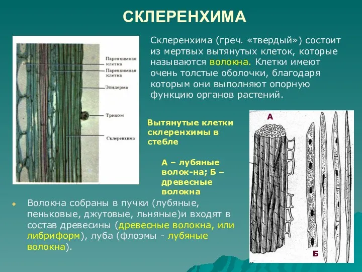 СКЛЕРЕНХИМА Волокна собраны в пучки (лубяные, пеньковые, джутовые, льняные)и входят