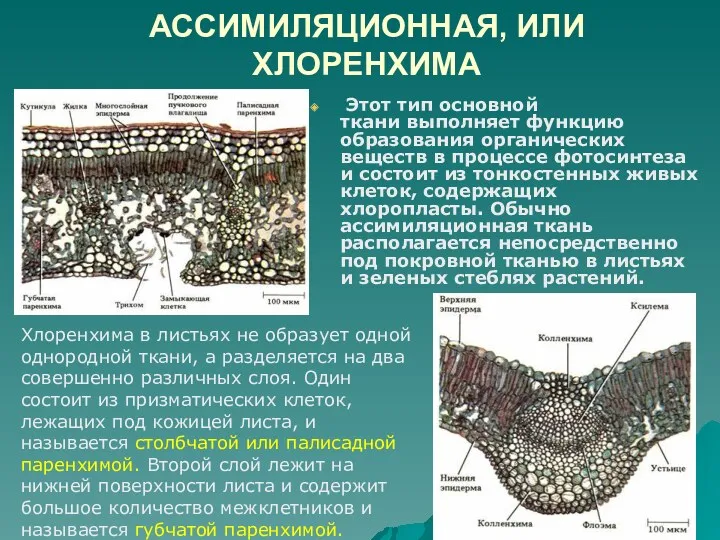 АССИМИЛЯЦИОННАЯ, ИЛИ ХЛОРЕНХИМА Этот тип основной ткани выполняет функцию образования