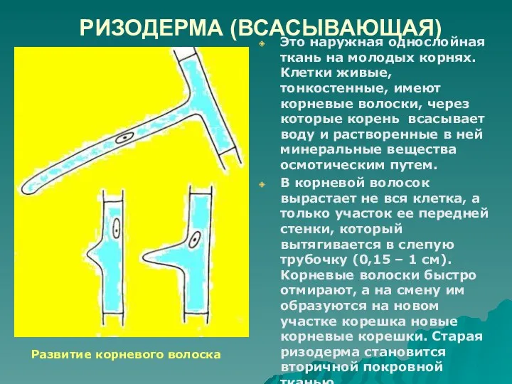 РИЗОДЕРМА (ВСАСЫВАЮЩАЯ) Это наружная однослойная ткань на молодых корнях. Клетки