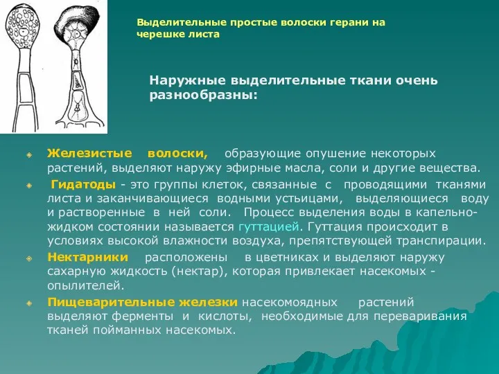 Железистые волоски, образующие опушение некоторых растений, выделяют наружу эфирные масла,