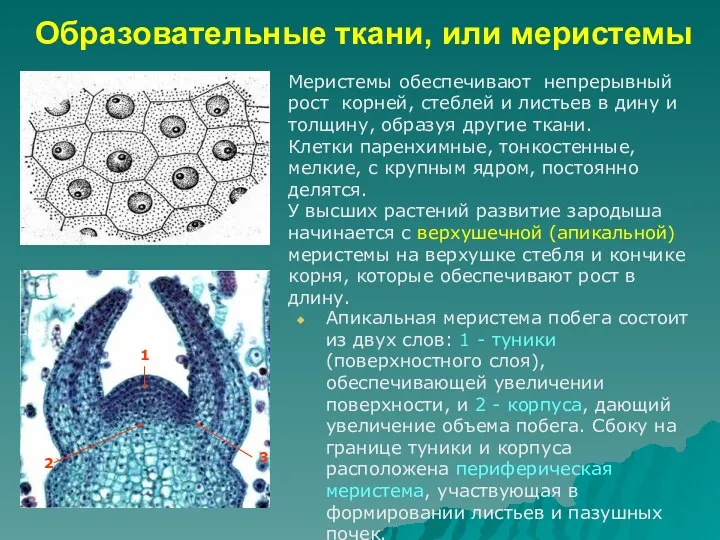 Образовательные ткани, или меристемы Апикальная меристема побега состоит из двух