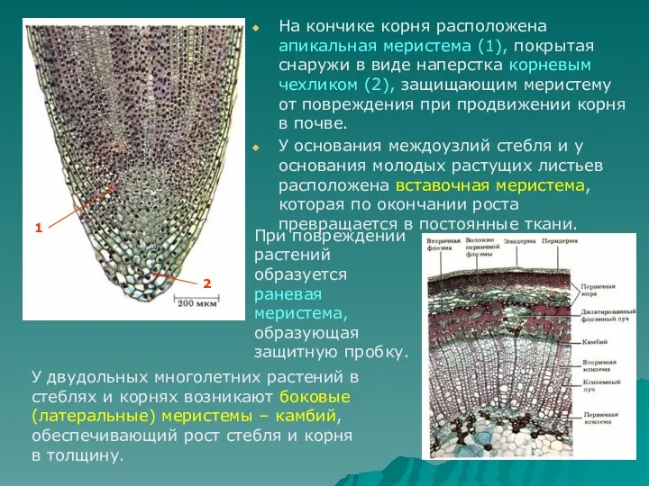 На кончике корня расположена апикальная меристема (1), покрытая снаружи в