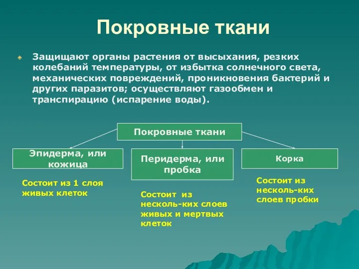 Покровные ткани Защищают органы растения от высыхания, резких колебаний температуры,