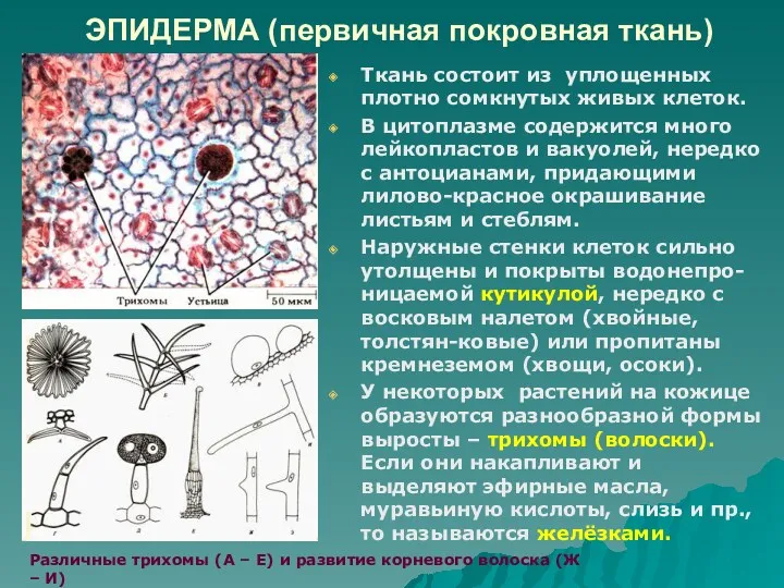 ЭПИДЕРМА (первичная покровная ткань) Ткань состоит из уплощенных плотно сомкнутых