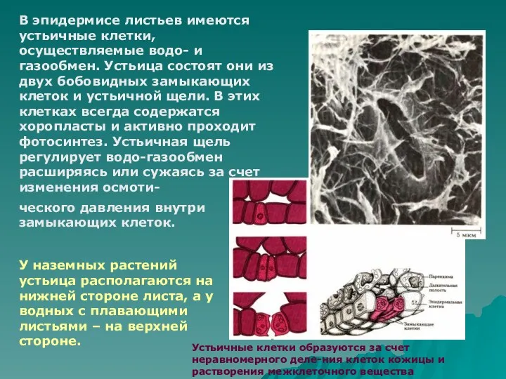 В эпидермисе листьев имеются устьичные клетки, осуществляемые водо- и газообмен.