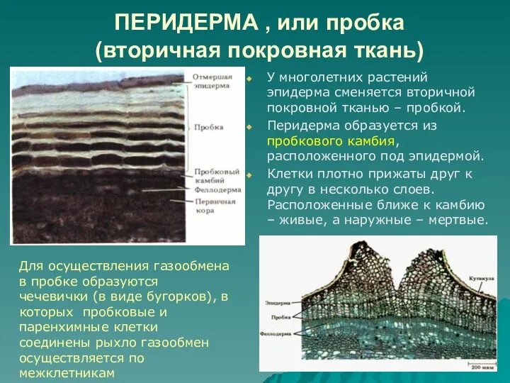 ПЕРИДЕРМА , или пробка (вторичная покровная ткань) У многолетних растений