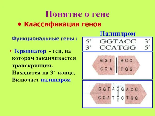 Понятие о гене Палиндром Классификация генов Терминатор - ген, на котором заканчивается транскрипция.