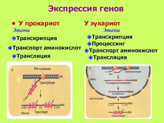 Экспрессия генов У прокариот У эукариот Этапы Этапы Транскрипция Транспорт аминокислот Трансляция Транскрипция