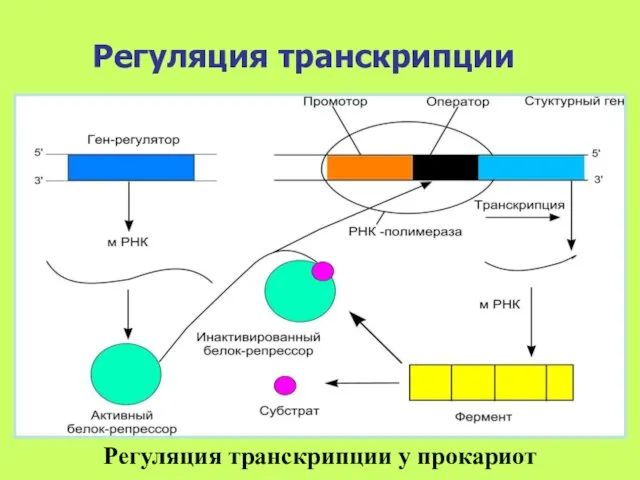 Регуляция транскрипции Регуляция транскрипции у прокариот