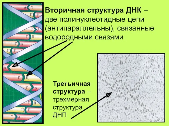 Вторичная структура ДНК – две полинуклеотидные цепи (антипараллельны), связанные водородными связями Третьичная структура
