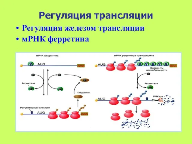 Регуляция трансляции Регуляция железом трансляции мРНК ферретина