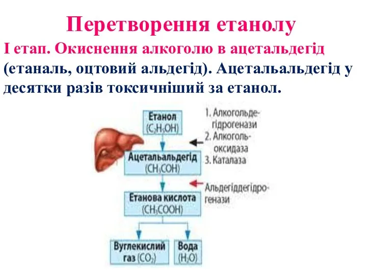 Перетворення етанолу І етап. Окиснення алкоголю в ацетальдегід (етаналь, оцтовий