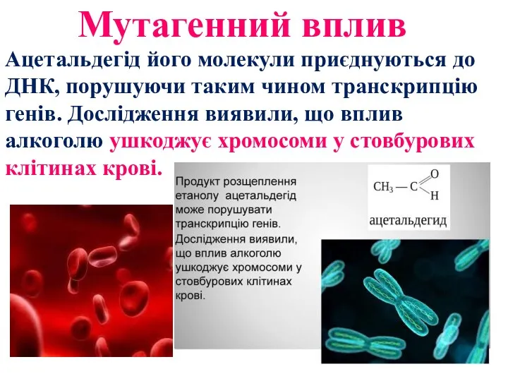 Мутагенний вплив Ацетальдегід його молекули приєднуються до ДНК, порушуючи таким