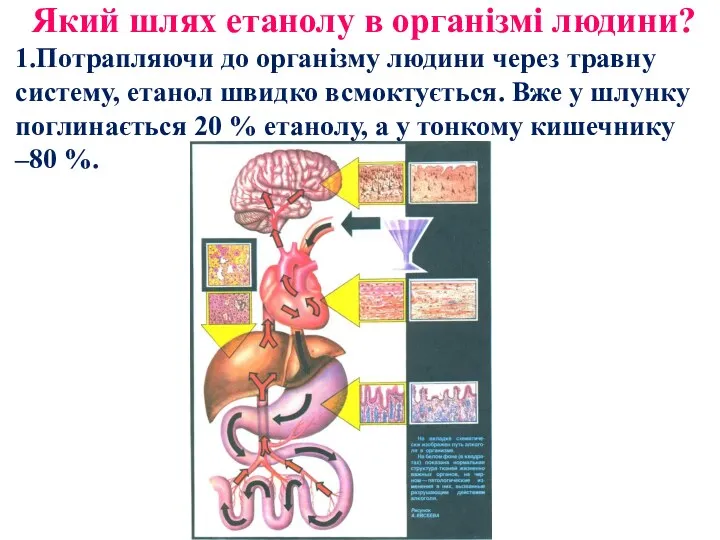 Який шлях етанолу в організмі людини? 1.Потрапляючи до організму людини