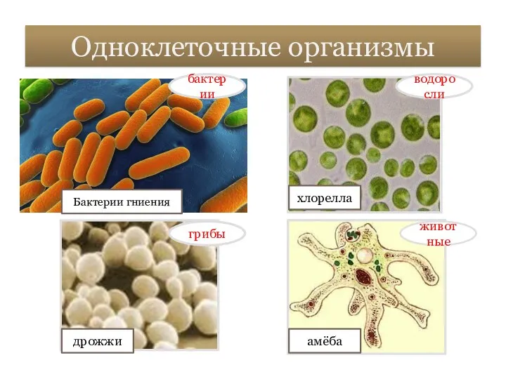 Одноклеточные организмы бактерии грибы водоросли животные Бактерии гниения дрожжи хлорелла амёба