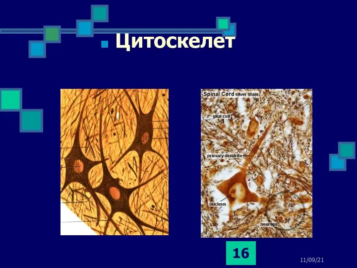 11/09/21 Цитоскелет