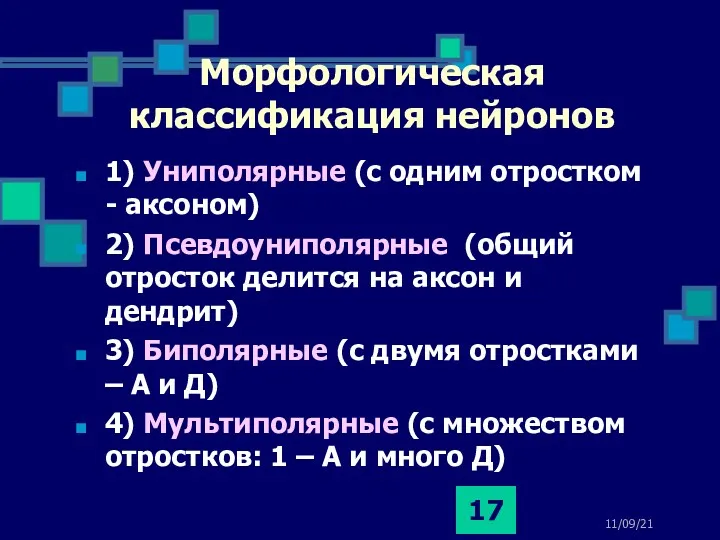 11/09/21 Морфологическая классификация нейронов 1) Униполярные (с одним отростком -