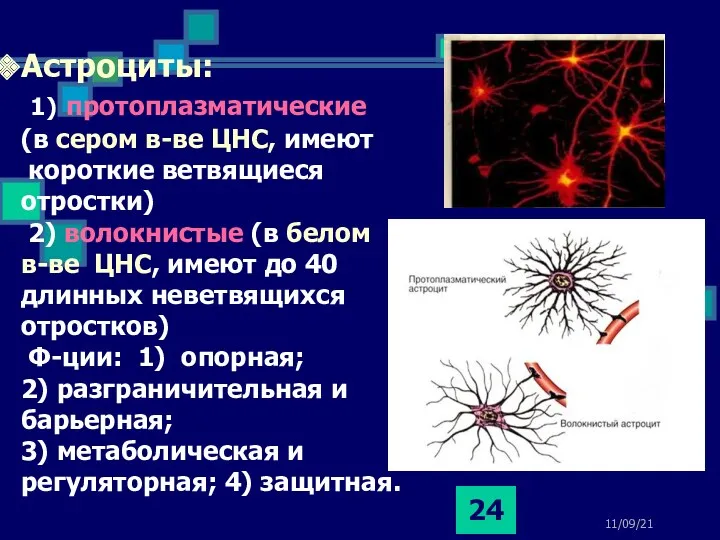 11/09/21 Астроциты: 1) протоплазматические (в сером в-ве ЦНС, имеют короткие