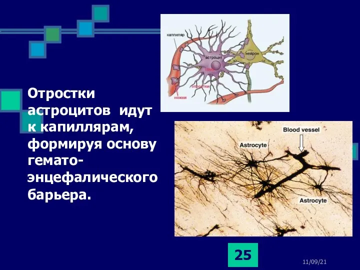 11/09/21 Отростки астроцитов идут к капиллярам, формируя основу гемато-энцефалическогобарьера.