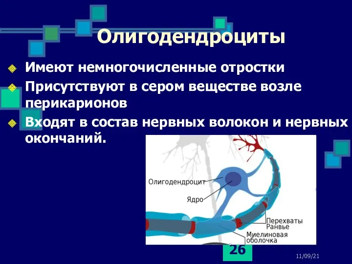 11/09/21 Олигодендроциты Имеют немногочисленные отростки Присутствуют в сером веществе возле