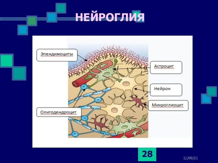 НЕЙРОГЛИЯ 11/09/21